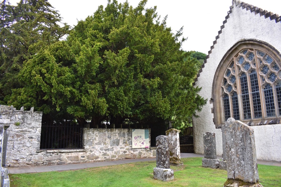 Fortingall yew, large yew tree next to a church
